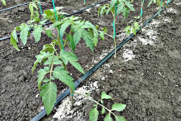 Cum se planteaza rasadurile de rosii - sfaturi practice pentru cultivarea rosiilor in gradina sau solar