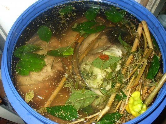 Varza murata la butoi