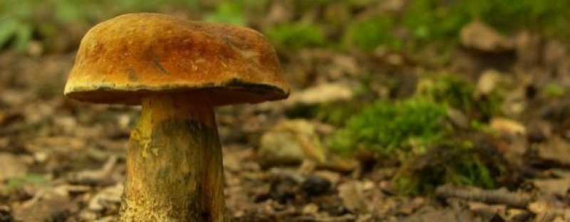 Ciupercile, darurile zeilor