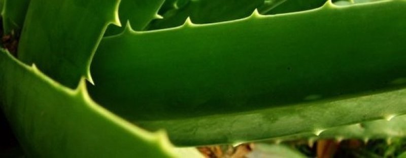 Aloe vera, doctorul casei