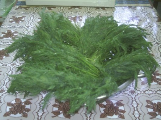 DIN CATEGORIA CONDIMENTE VERZI CONGELATE - MARAR