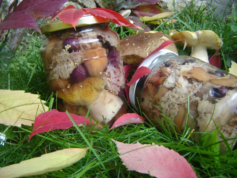 Ciuperci de padure la borcan
