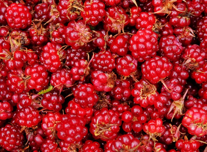 Zmeura arctica - cel mai gustos fruct din lume