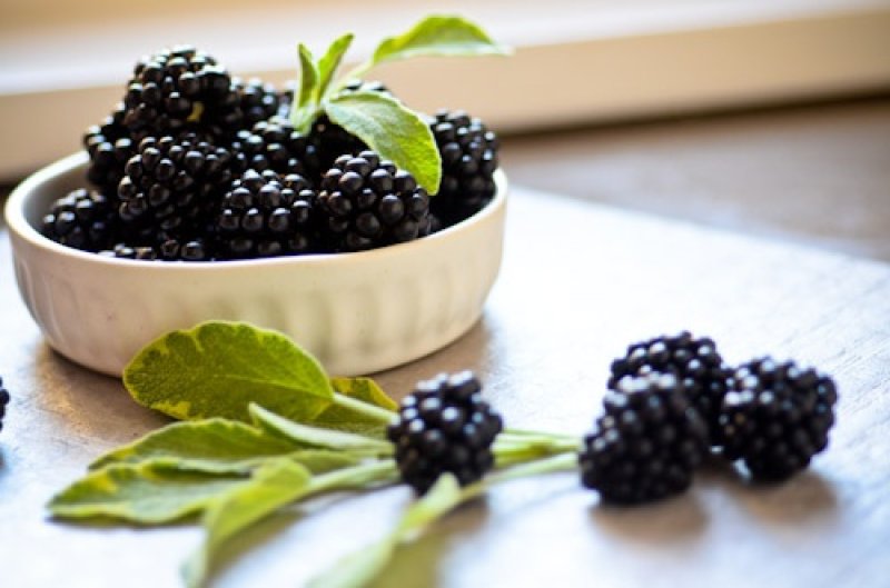 10 lucruri interesante pe care nu le stiai despre mure