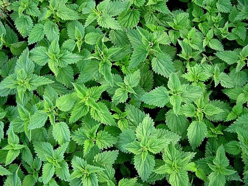 Tot ce trebuie sa stii despre cura cu urzici