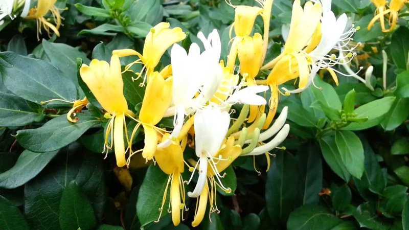 Ce poti prepara din Mana Maicii Domnului - floarea cu parfum si proprietati magice