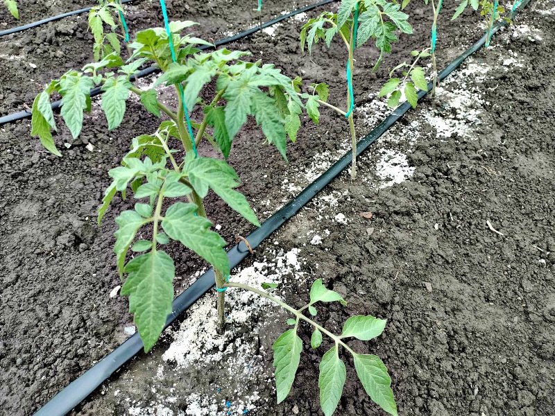 Cum se planteaza rasadurile de rosii - sfaturi practice pentru cultivarea rosiilor in gradina sau solar