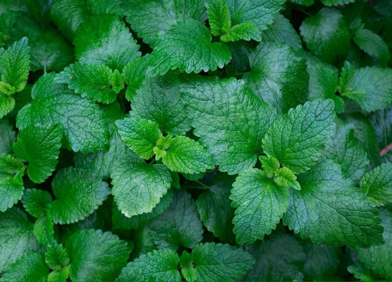 Menta – tot ce trebuie sa stii despre menta