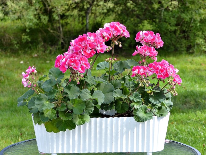 Ingrasaminte naturale pentru muscate pline de flori. Solutii ieftine, eficiente si la indemana tuturor