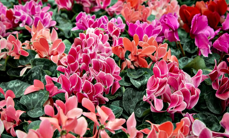 Cyclamen – floarea misterioasa a iernii. Legende, ingrijire, utilizari surprinzatoare si curiozitati