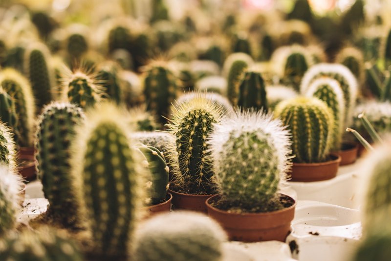 Cactusi si suculente: secretele pentru plante care rezista si infloresc in orice casa