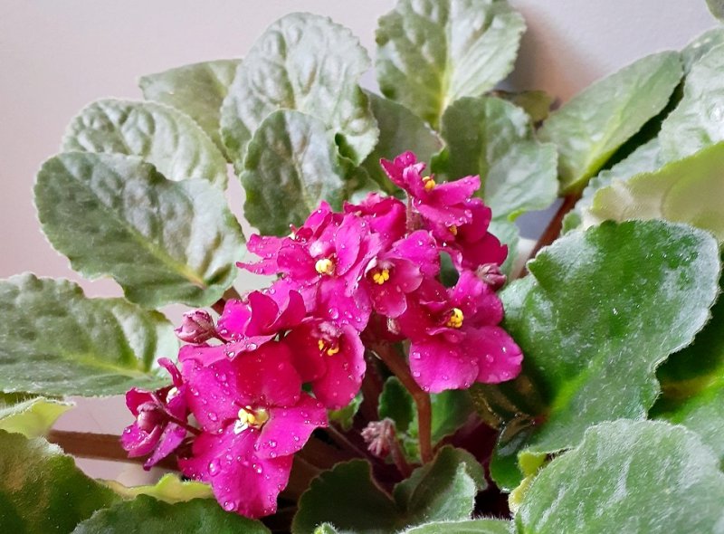 De ce nu infloresc violetele de Parma? 8 cauze frecvente si solutii eficiente