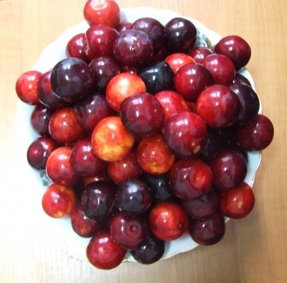 COMPOT CORCODUSE ROSII