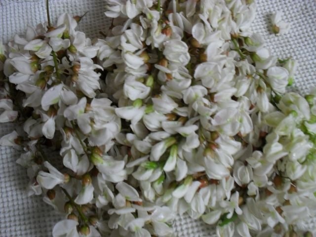 Soricei din flori de salcam