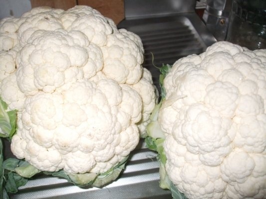 Conopida pentru iarna