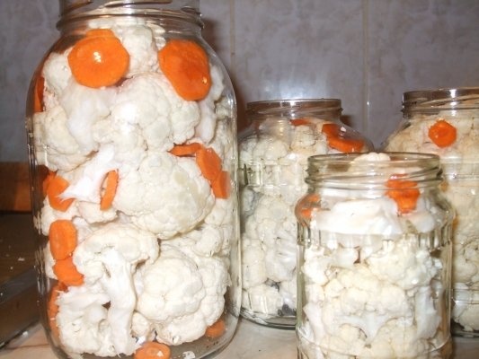 Conopida pentru iarna