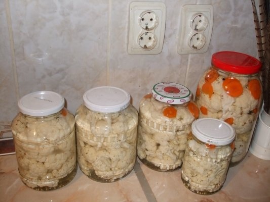 Conopida pentru iarna