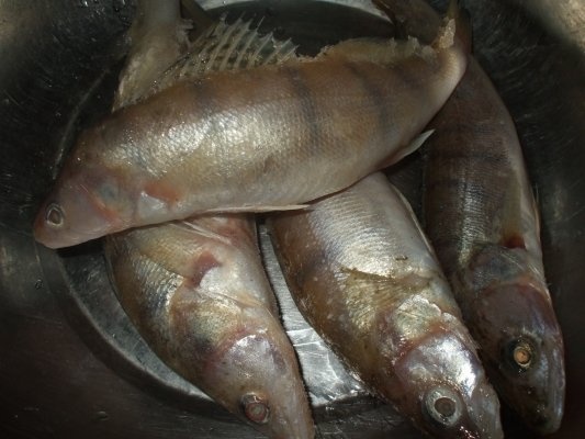 Salau marinat la cuptor