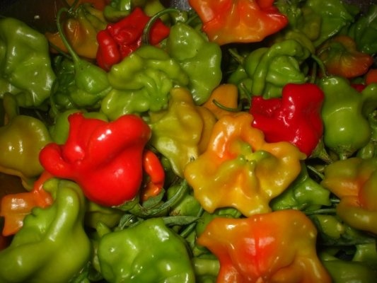 Ardei decorativi picanti in otet