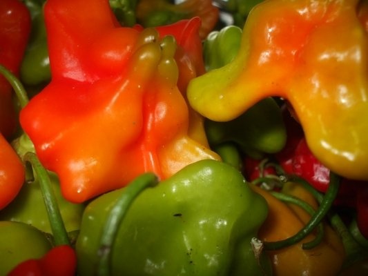 Ardei decorativi picanti in otet