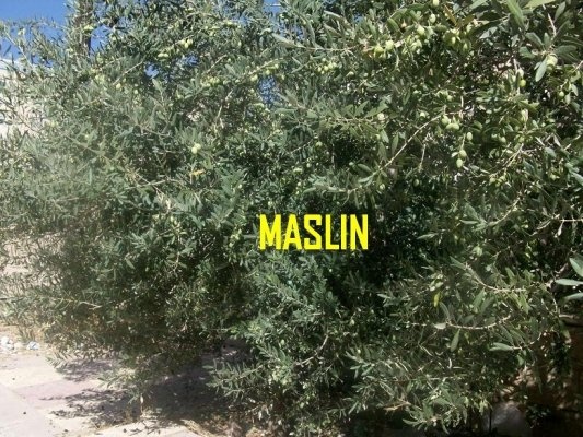 Masline verzi murate