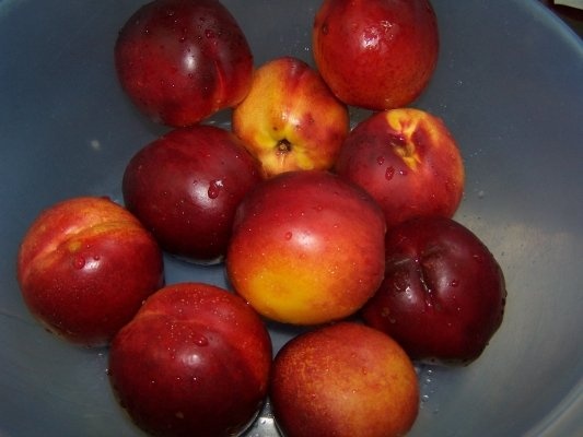 Prajitura cu nectarine .
