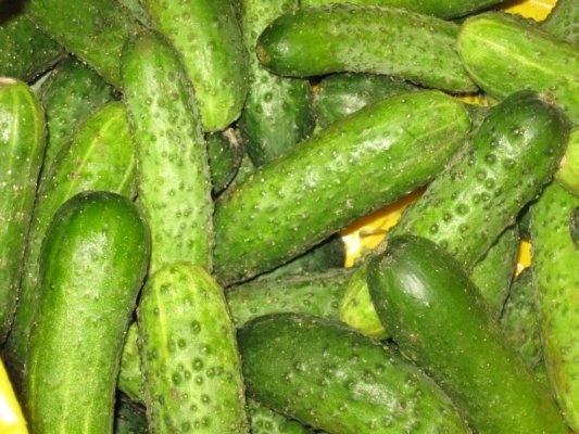 Castraveti murati, cu conopida si gogosari