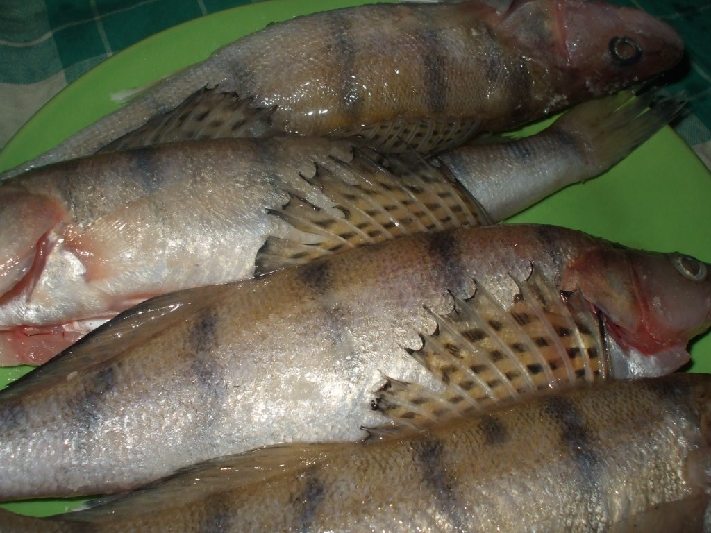 Salau la gratar cu cartofi prajiti