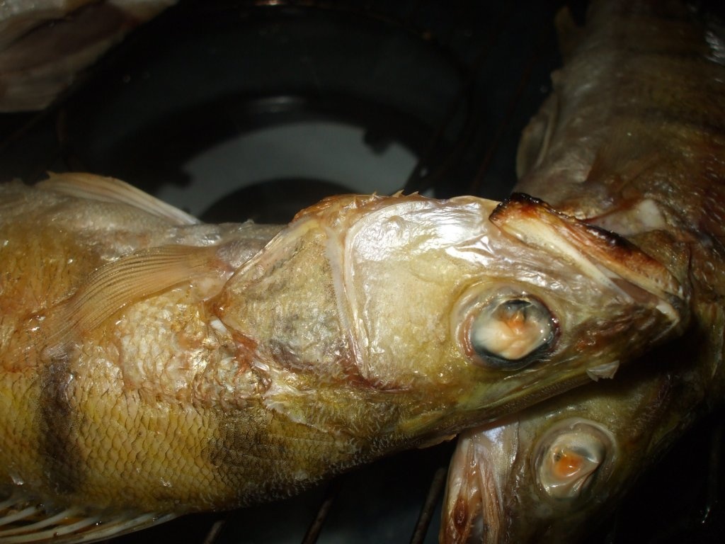 Salau la gratar cu cartofi prajiti