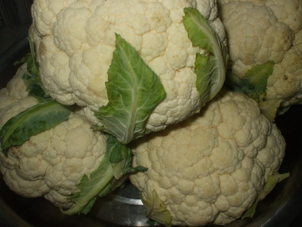 Conopida murata la borcan