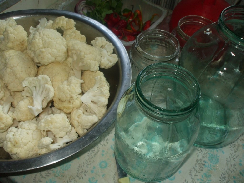 Conopida murata la borcan