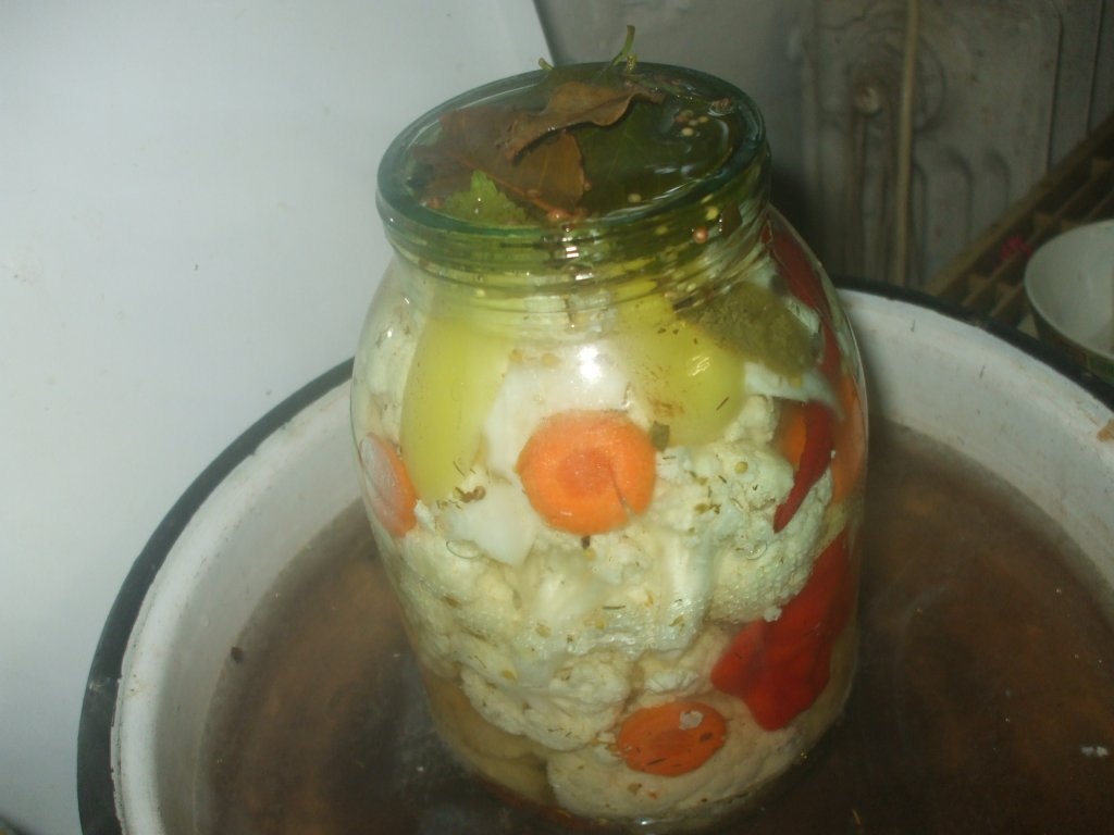 Conopida murata la borcan