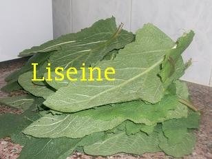 Liseine (specific  arab)