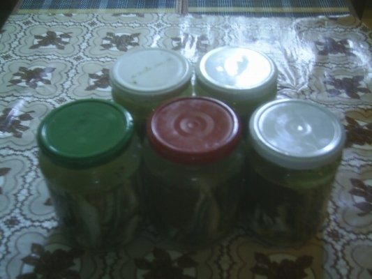 Peste (stavrizi) la borcan