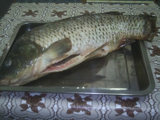 CIORBA DE PESTE TARANEASCA