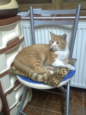 Mazare cu carne de pui