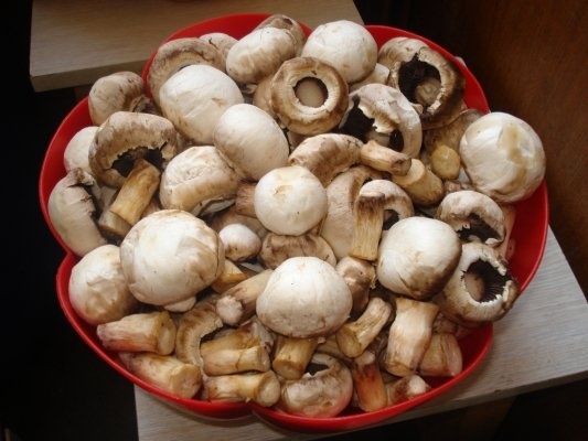 COTLET DE PORC CU CARTOFI PRAJITI SI CIUPERCI