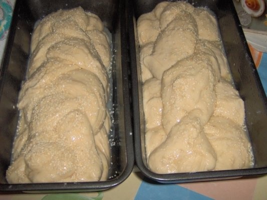 Paine alba  de casa(hala)