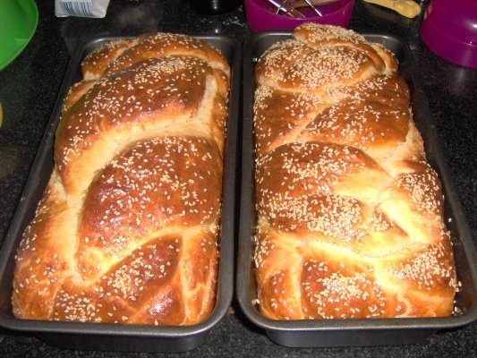 Paine alba  de casa(hala)