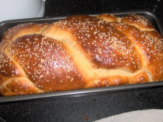 Paine alba  de casa(hala)