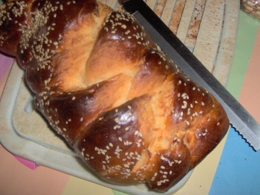 Paine alba  de casa(hala)