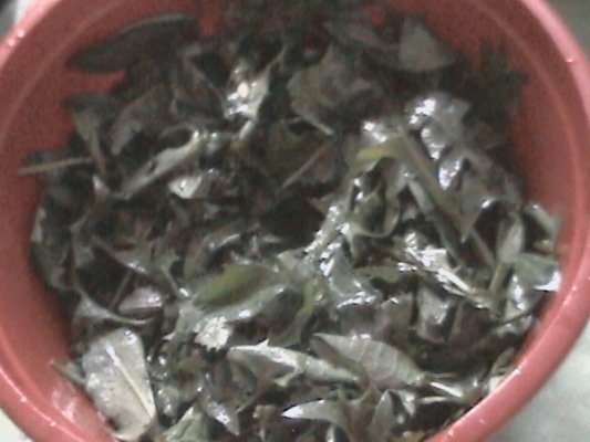 Salata de frunze de  papadie