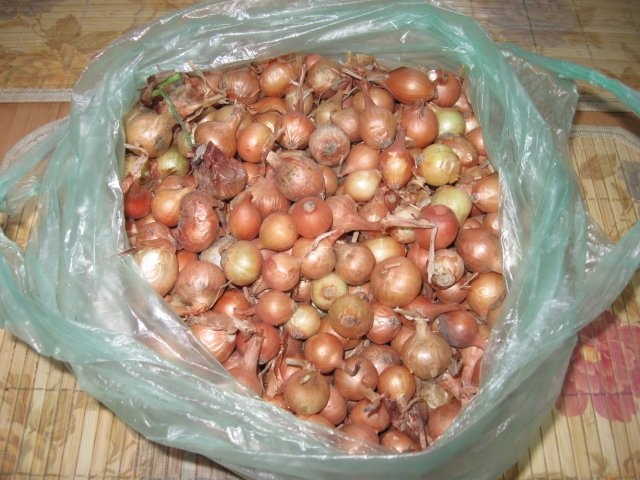 Arpagic si usturoi murat