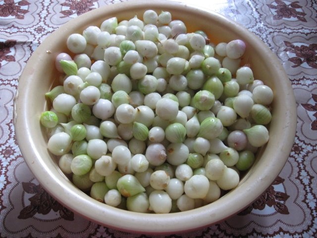 Arpagic si usturoi murat