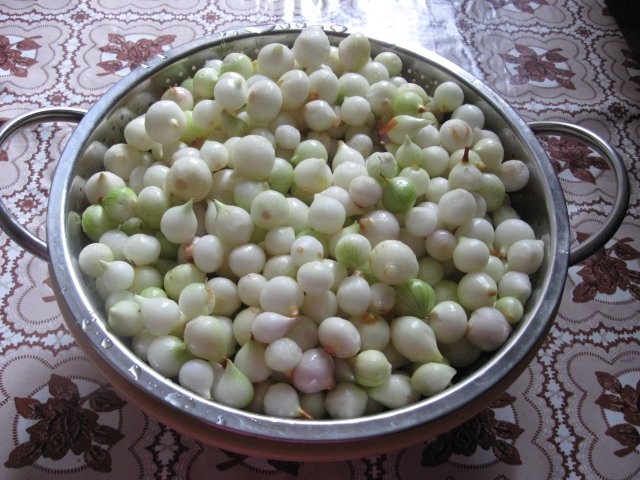 Arpagic si usturoi murat