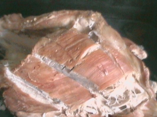 Piept de curcan la cuptor