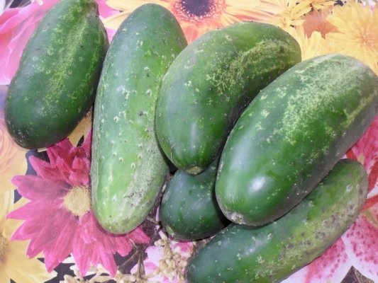 SALATA DE CASTRAVETI