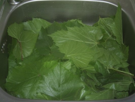 DIN CATEGORIA LEGUME CONGELATE DUPA FIERBERE-FRUNZE DE VITA DE VIE