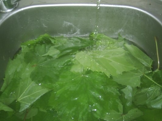 DIN CATEGORIA LEGUME CONGELATE DUPA FIERBERE-FRUNZE DE VITA DE VIE