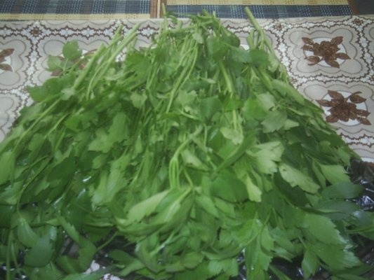 DIN CATEGORIA CONDIMENTE VERZI CONGELATE - LEUSTEAN VERDE